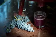 Must sűrűségének mérése mustiméterrel, táblázatból cukortartalom és várható alkoholtartalom